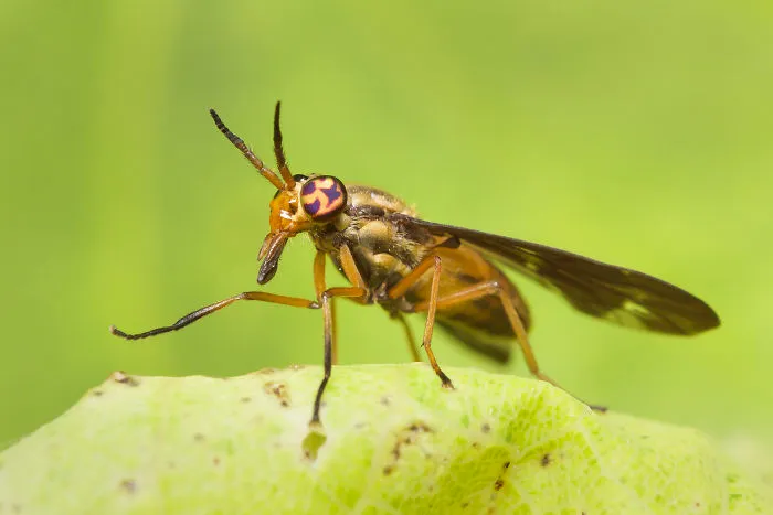 Deer Fly (Chrysops)