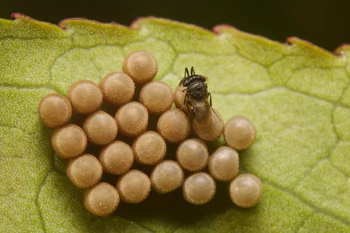 Parasitoid Wasp (Trissolcus) On Stinkbug Eggs