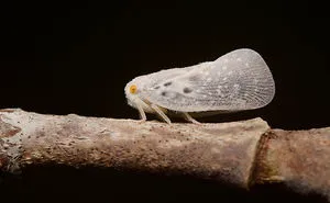I Spent All Summer Photographing The Diversity Of Bugs In My Hometown