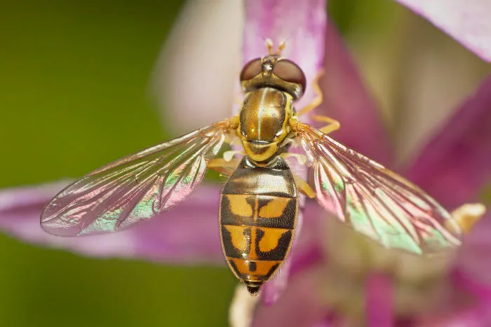 Hoverfly (Syrphidae)
