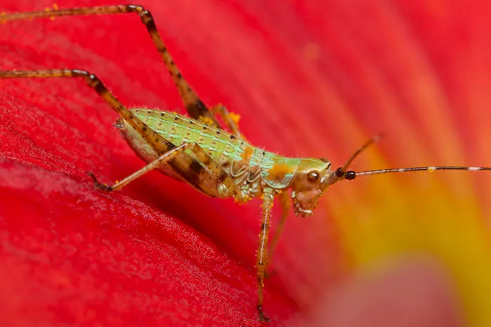 Bush Katydid Nymph (Scudderia)