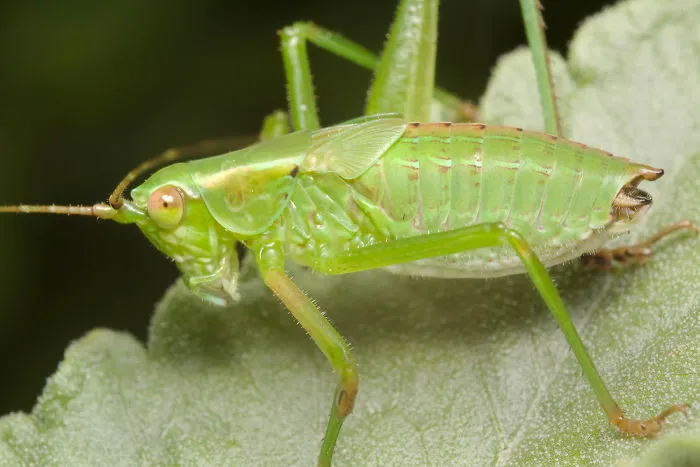 Bush Katydid Nymph (Scudderia)