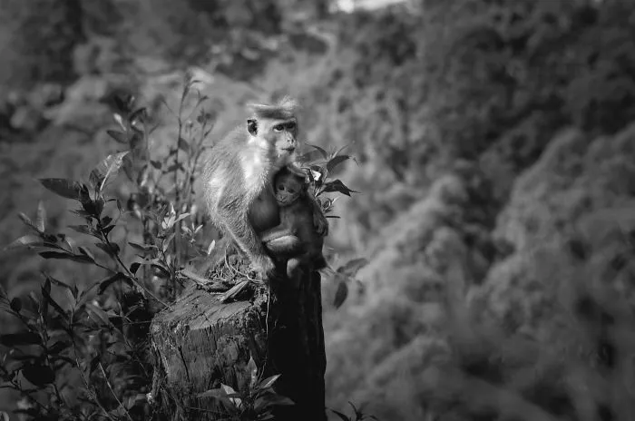 I Took This Series Of Makaka Portraits During My Trip In Sri Lanka