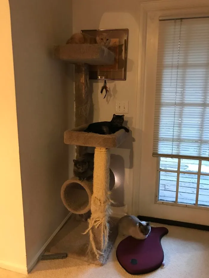 Cat Tree Takeover!