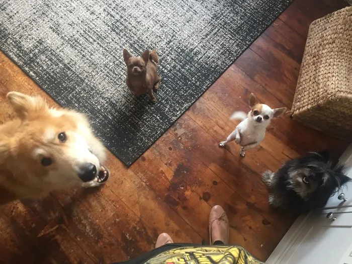 5 Cats And Another Dog Are Just Off Shot! Teenage Child In Its Natural Habitat... Her Bedroom! 😬