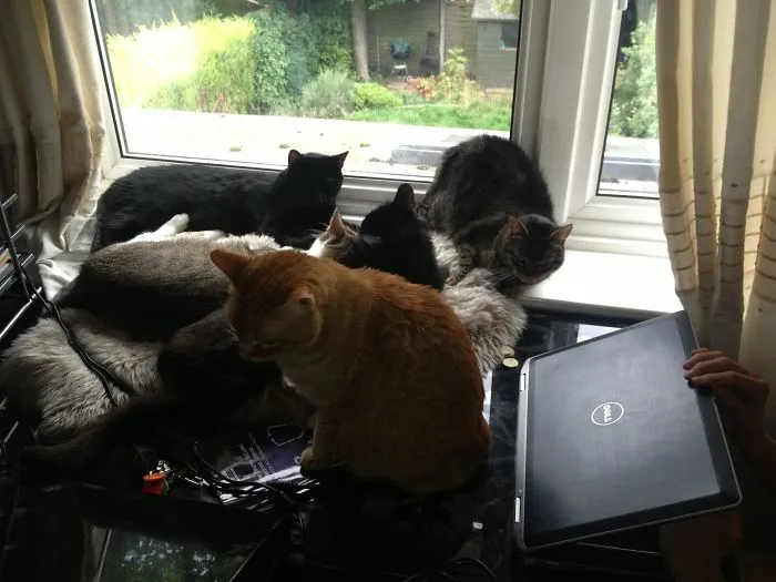 Working With Cats