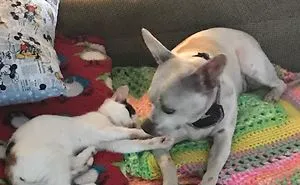 Post Pictures Of Cats And Dogs Living Together