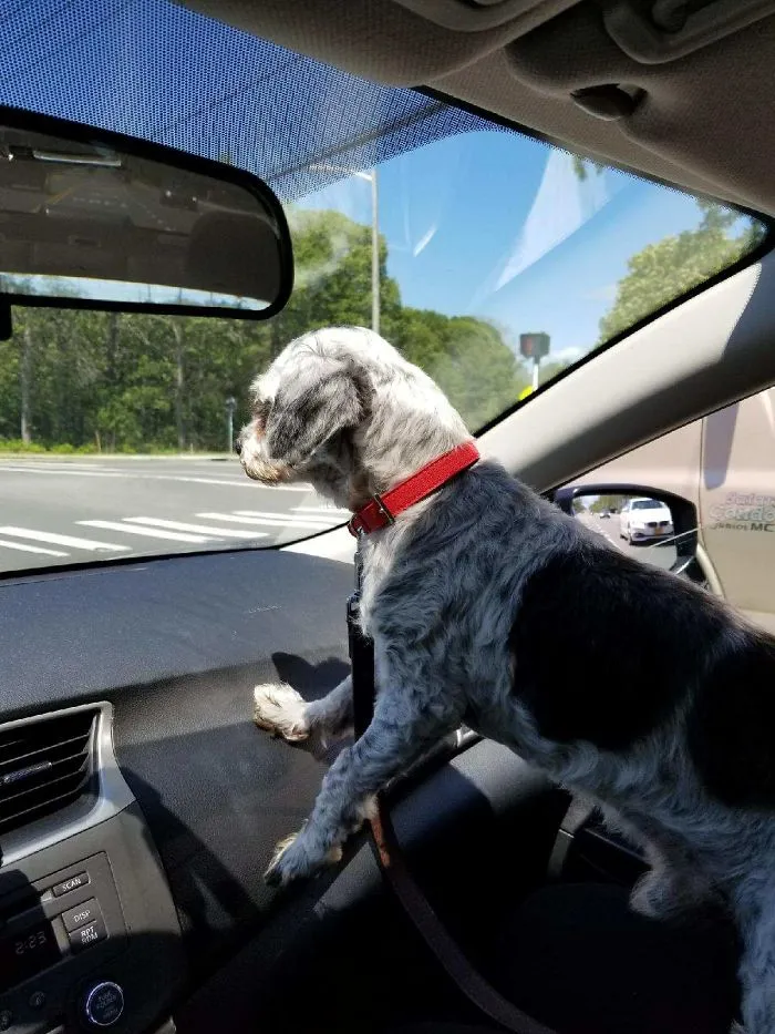 Bring Home Strudel! 6/24/17