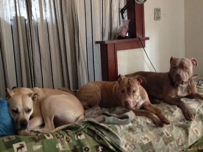 My 3 Spoiled Bullies (all Rescued)