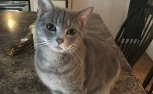 50 Cats With The Craziest Fur Markings