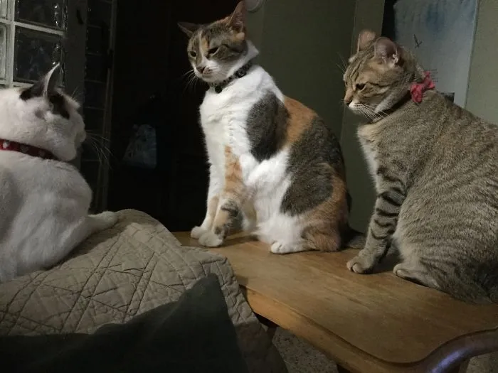 Now Listen Up Troops. The Humans Have Decided We Need To Go On A Diet.