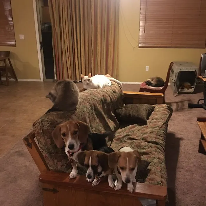 All Six In One Pic (very Rare)