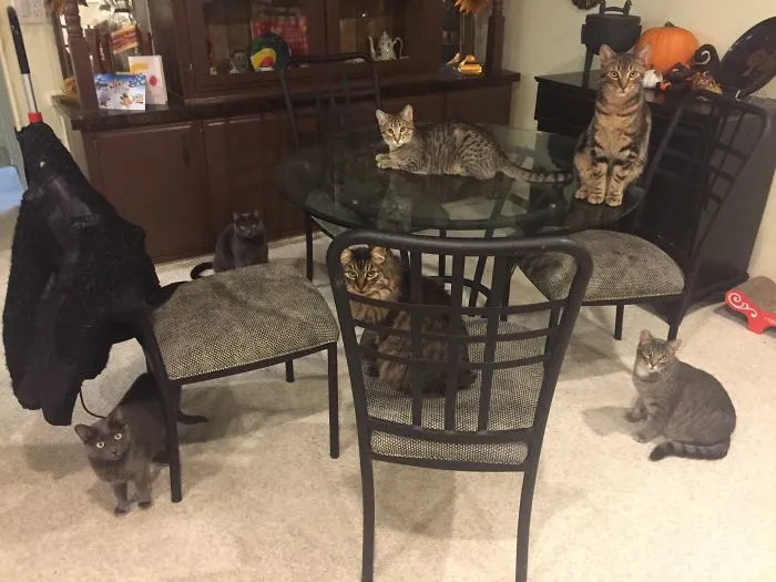 Six Of My Seven Cats
