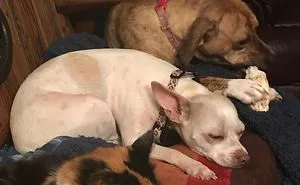 Pet Owners Who Have 3 Or More Pets, Share Your Pics With Us
