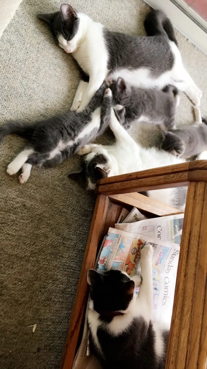 Six Of The 7 Cats/kittens Soaking Up The Heat
