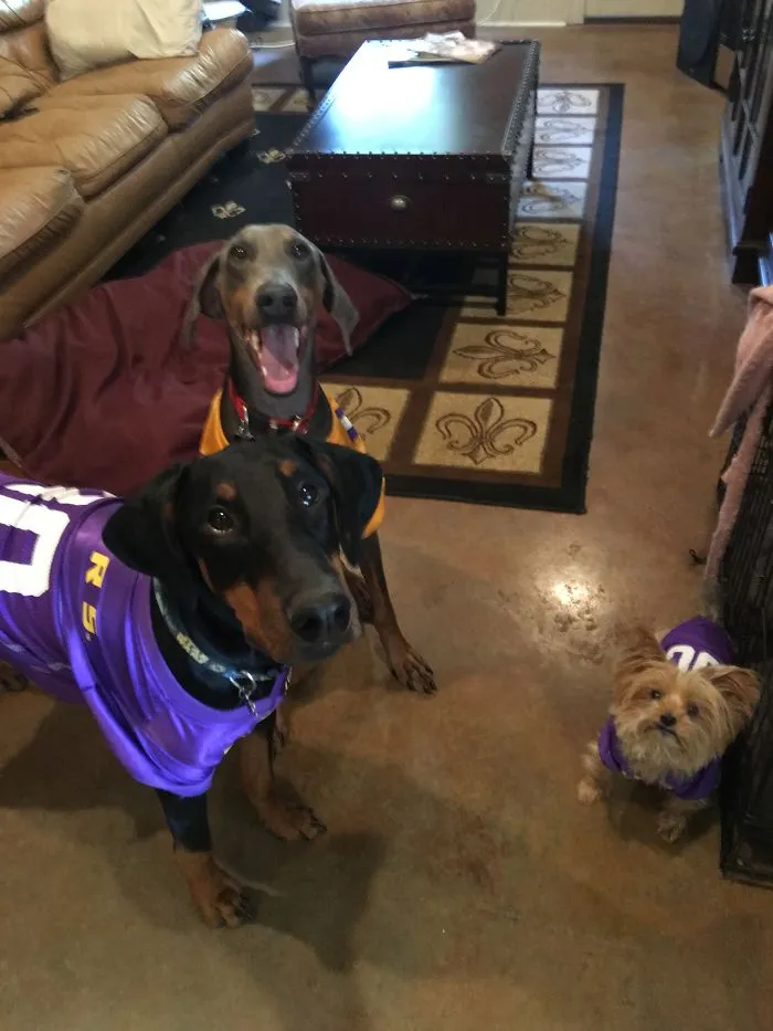 Geaux Tigers! Lsu!