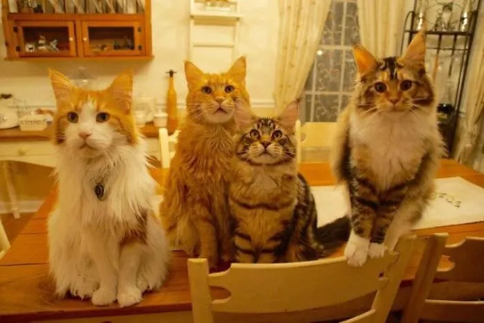 Our Maine Coon Family:  Amaretto, Frangelico, Kahlua, And Anisette.