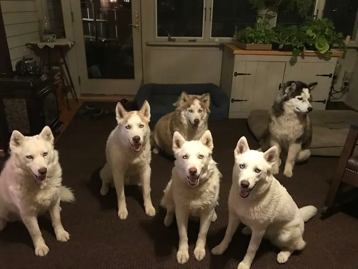 I Have 10 Huskies-  4 Are From One Litter And It Is Still Puppy Piles Every Night.