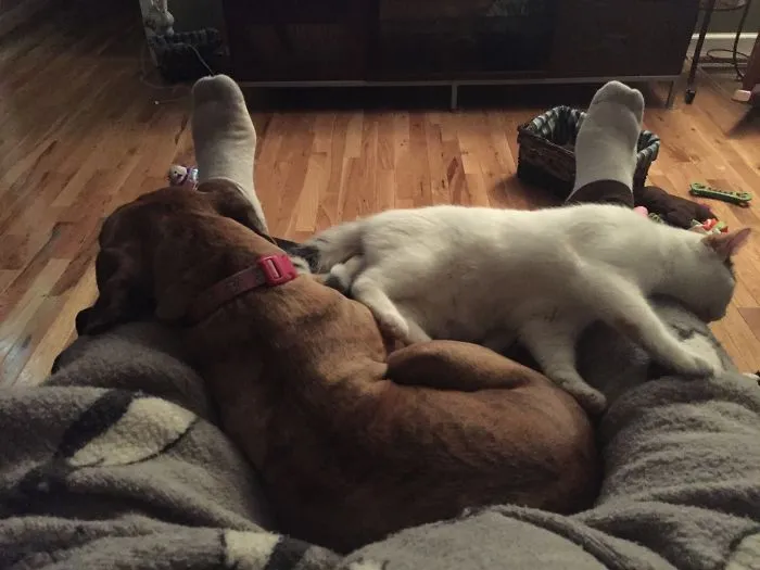 Asleep On Dad