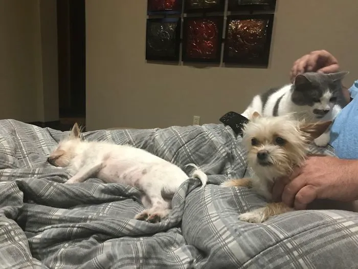 Her Furry Little Face Says It All. Belle Is Scared Of The Cat, But Won't Leave Grampa's Lap!