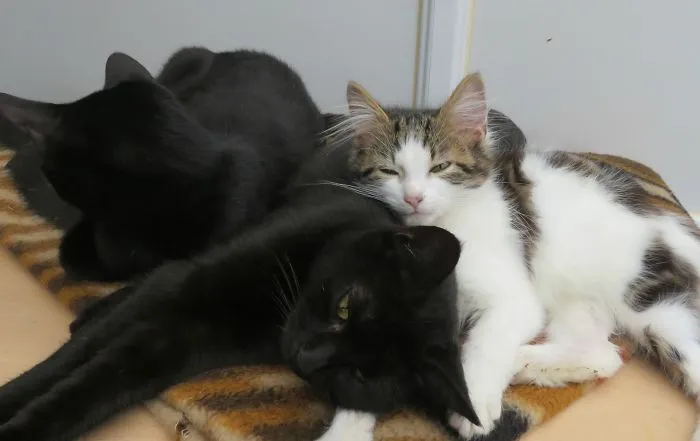 My Cats