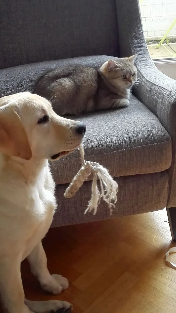 Bella And Mira Watching Bird Video For Cats