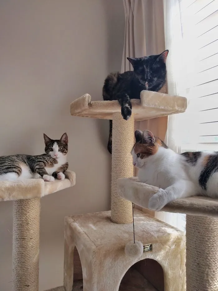 One Cat Per Perch