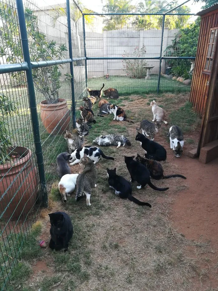 Waiting For Catnip.
