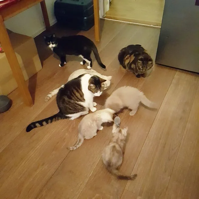 One Toy Mouse Vs My Seven Cats