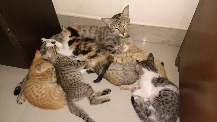 That's How You Take A Nap With Six Kids!