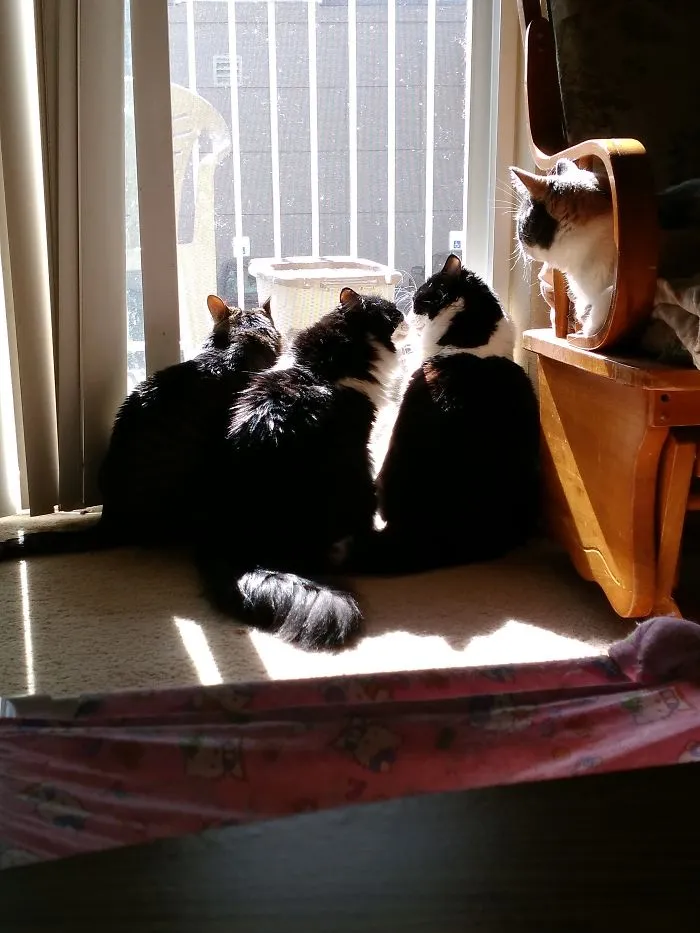 Sharing A Warm Spring Morning Sunbeam.
