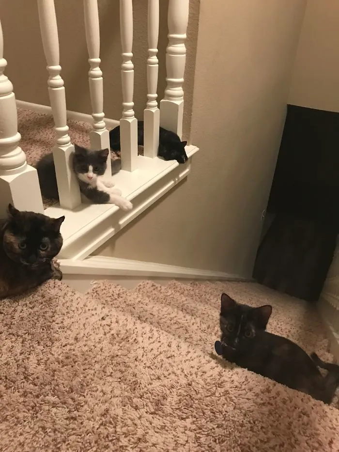 3 Female Torties And A Male Long Hair, All Rescues.