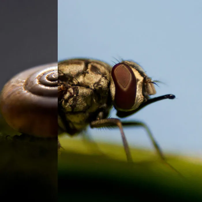 I Created These Photos By Combining Two Different Objects
