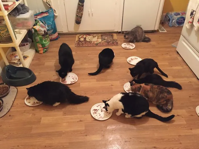 Dinner Time! (4 Are Missing)