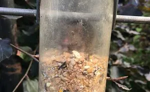 When You Thought The Birds Were Going Through The Bird Seed Faster Than Usual..
