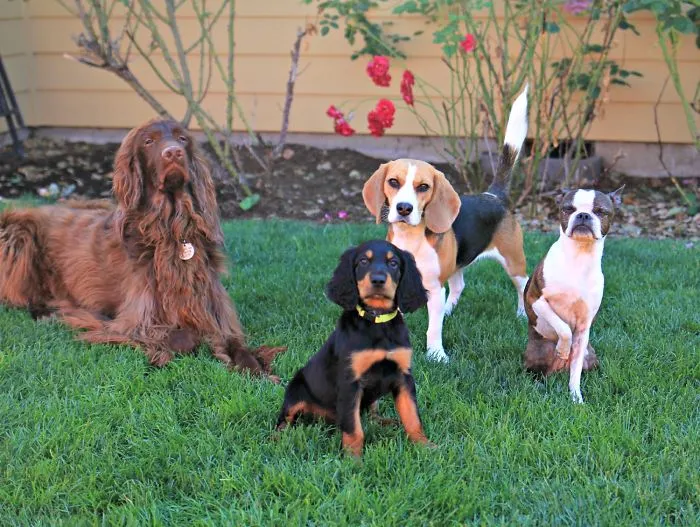 All Of My Money Goes To Treats To Keep Everyone Well Behaved.