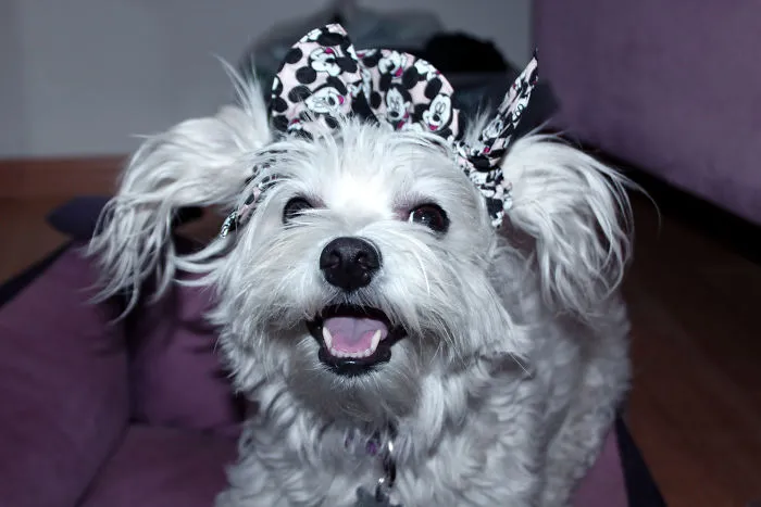 Lili, The Dog Who Loves Taking Pictures
