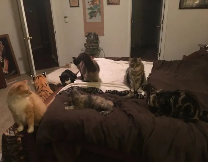 Crazy Cat House All Rescues And Strays
