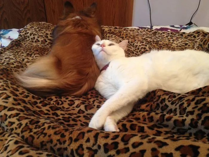 Lulu Uses Ripley As A Pillow Ever Since She Was A Kitten.
