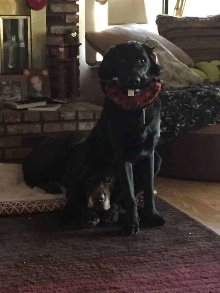 I Didn't Take Him Long To Realize How Comfortable His Big Brother's Head Was.