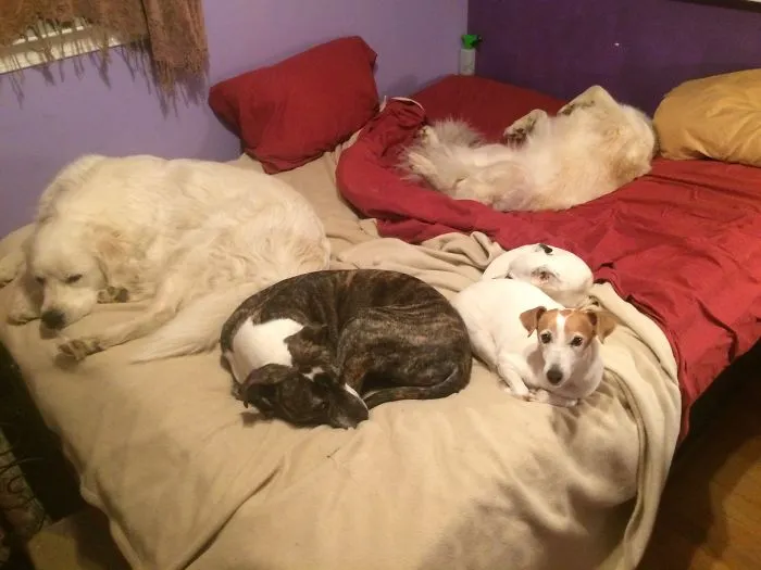 I Need A Bigger Bed!