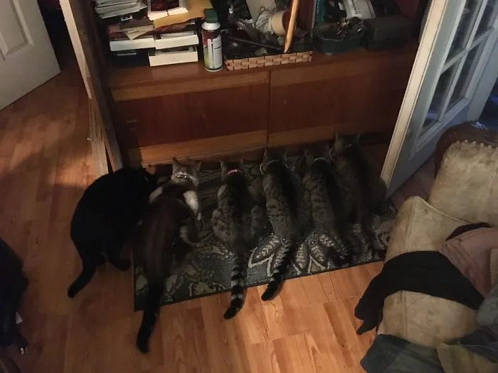 Feeding Time!  Pippin, Zephyr, Trixie, Commando Charlie, Rambo & Louie