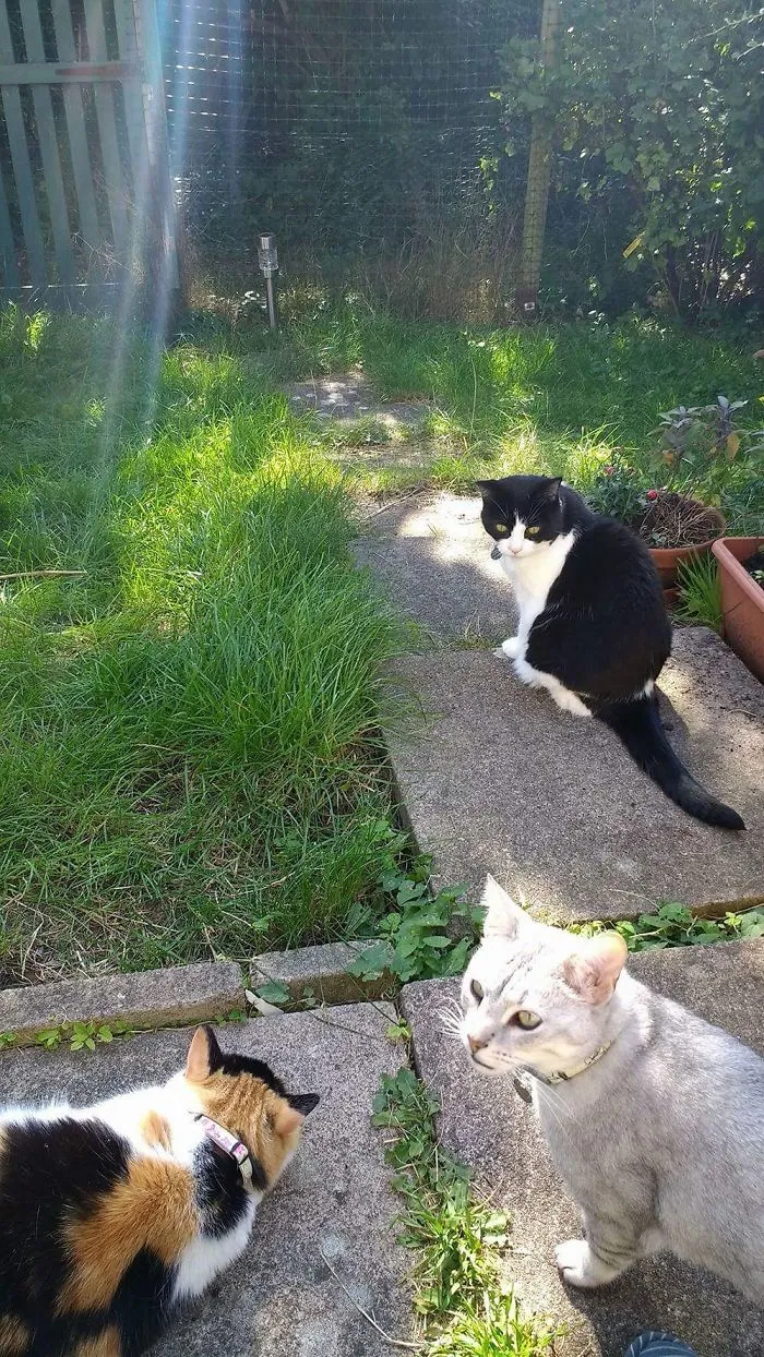 Our 3 Cats Together 😍 Also Have 2 Rabbits, 4 Guinea Pigs, Hamsters, 2 Fish Tanks And 2 Reptiles👍🏼