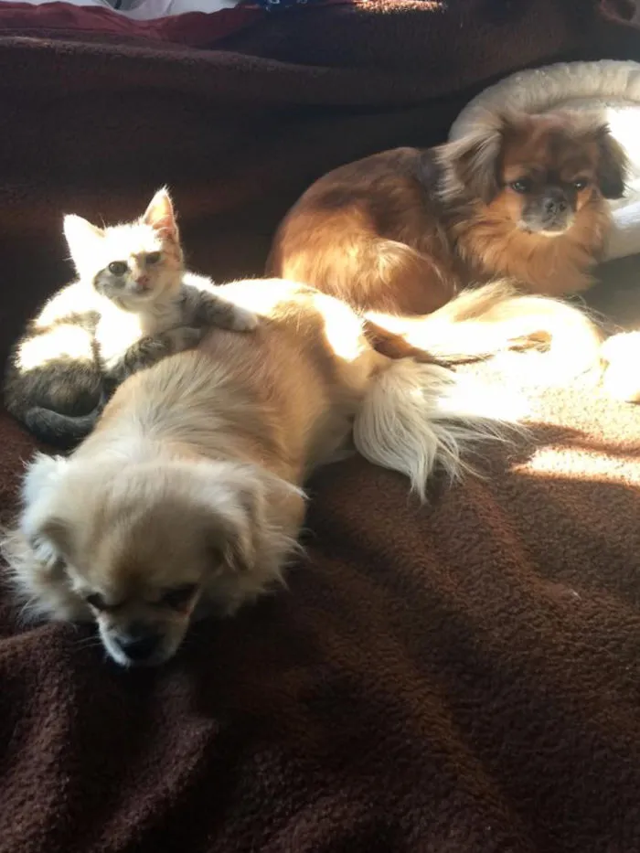 My Kitten Marie Loves Our Tibetan Spaniels Beccy And Honey
