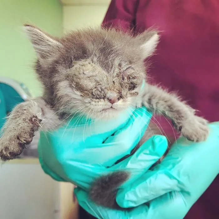 Sacramento Shelter Goes Above And Beyond For Tiny Kittens