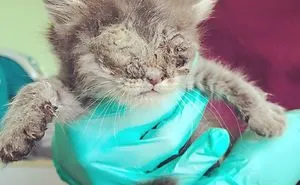 Sacramento Shelter Goes Above And Beyond For Tiny Kittens