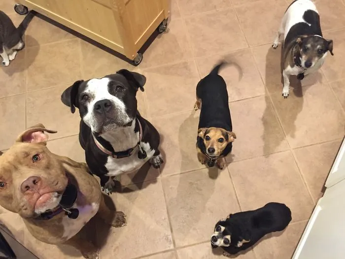Our Pack Of 5, All Rescues