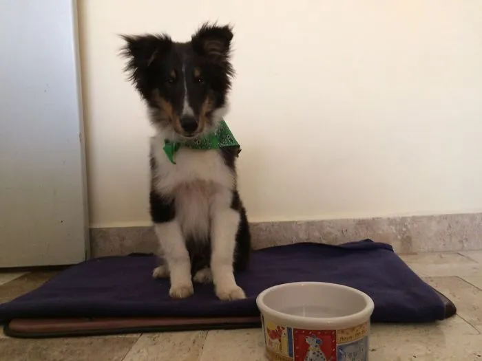 Little Sirius First Day At Home