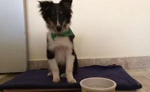 Hey Dog Owners! Share Pictures Of Meeting Your Doggos For The First Time