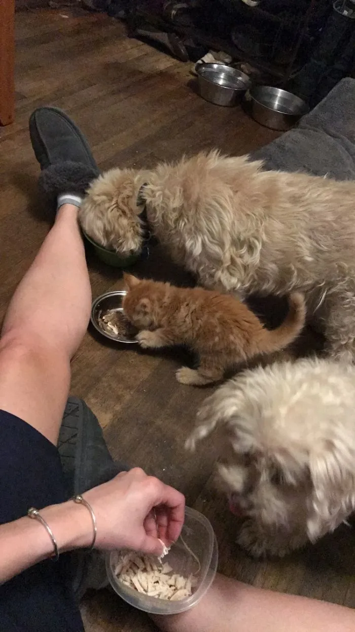 Oliver And Company